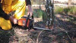 Best Tree Risk Assessment  in Abingdon, IL