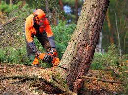 Best Tree and Shrub Care  in Abingdon, IL