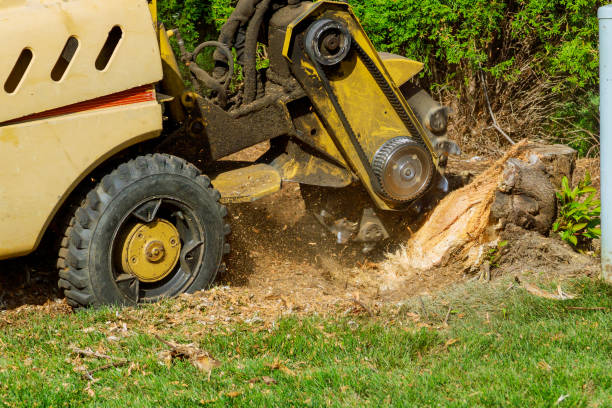 Best Palm Tree Trimming  in Abingdon, IL