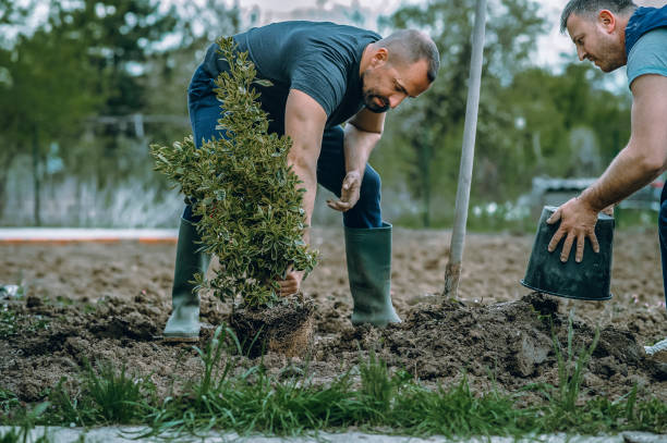 Best Weed Control  in Abingdon, IL