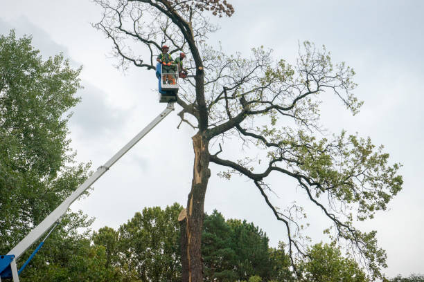 Best Tree Removal  in Abingdon, IL