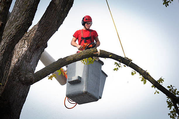 Best Emergency Tree Removal  in Abingdon, IL