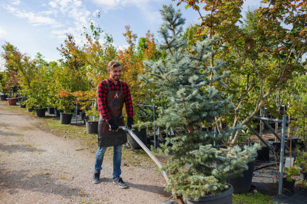 Professional Tree Removal in Abingdon, IL