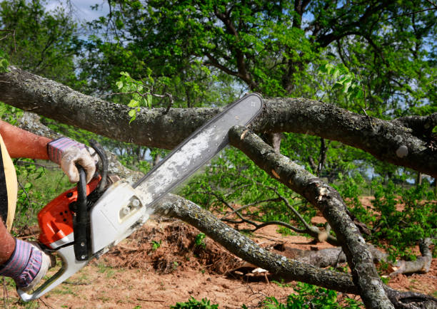 Best Tree Trimming and Pruning  in Abingdon, IL